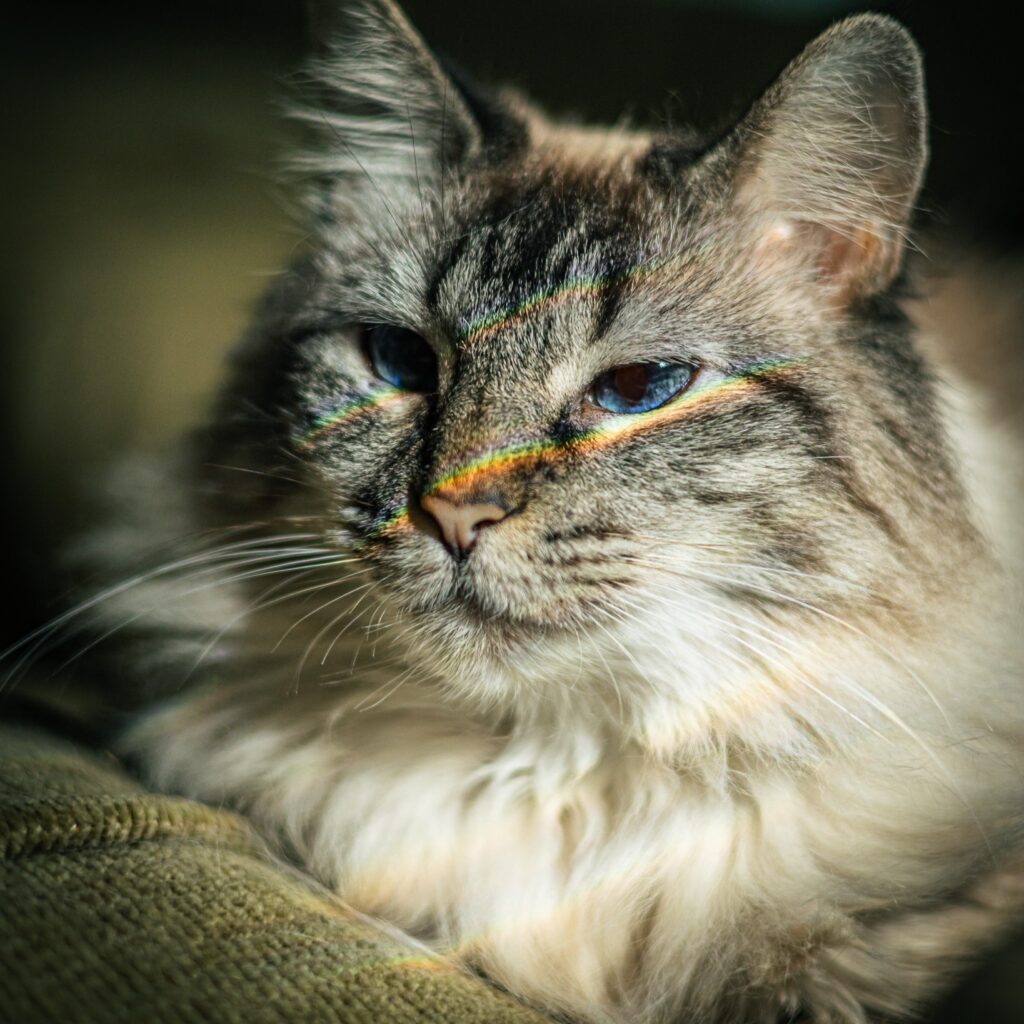 Close-up of a long-haired cat with blue eyes lying on a green couch, illuminated by a rainbow light across its face.